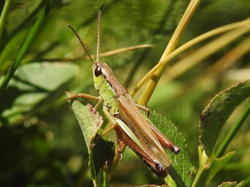 Réf. 218 280 : Pseudochorthippus parallelus